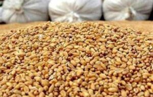 آغاز توزیع نهاده مرغداران گوشتی با قیمت مصوب/ مهلت ثبت نام تا 18 آذر