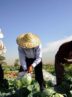 جایی برای نگرانی نیست/تهران برای کاشت کلم و صیفیجات آب دارد جایی برای نگرانی نیست/تهران برای کاشت کلم و صیفیجات آب دارد
