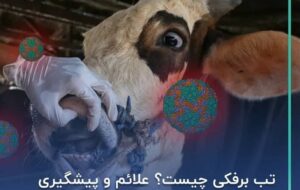 خسارت تب برفکی دامدارانی که بیمه باشند پرداخت می‌شود
