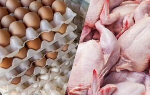 مصرف مرغ 20 درصد کم شد