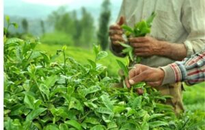 600 میلیارد تومان از مطالبات چایکاران پرداخت شد