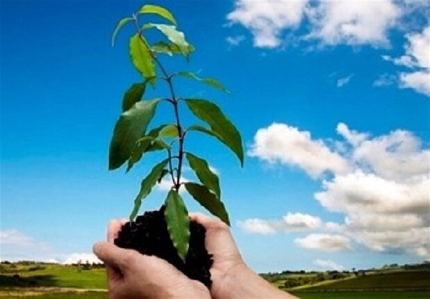 طرح کاشت یک میلیارد درخت در نیمه راه؛ بقای نهالها مهمتر از آمار کاشت طرح یک میلیارد درخت در نیمه راه؛ بقای نهالها مهمتر از آمار کاشت