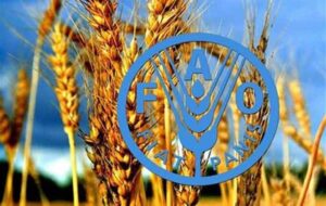 پیش بینی فائو از رشد دو رقمی تولید گندم ایران در سال زراعی جاری