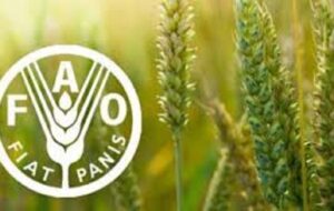 شاخص قیمت جهانی مواد غذایی در مسیر صعود؛ شکر پیشتاز گرانی